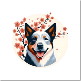 Australian Cattle Dog Celebrates Spring Cherry Blossoms Posters and Art